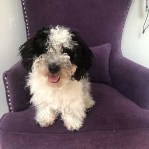 Meet your Posher, Yoana